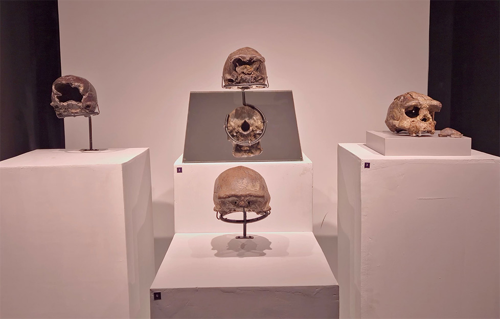 Penemuan Homo Erectus: Jejak Awal Manusia Purba di Dunia