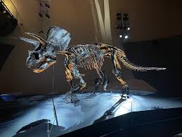 Triceratops: Fosil Raja Dinosauria Menakjubkan dari Jaman Dulu