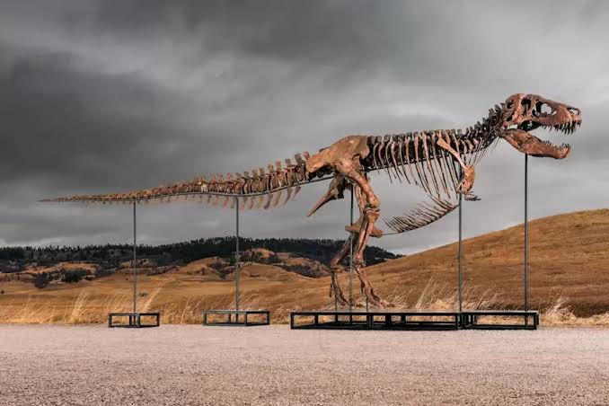 Fosil Raja Predator Tyrannosaurus Rex Terbesar dari Jutaan Tahun Lalu